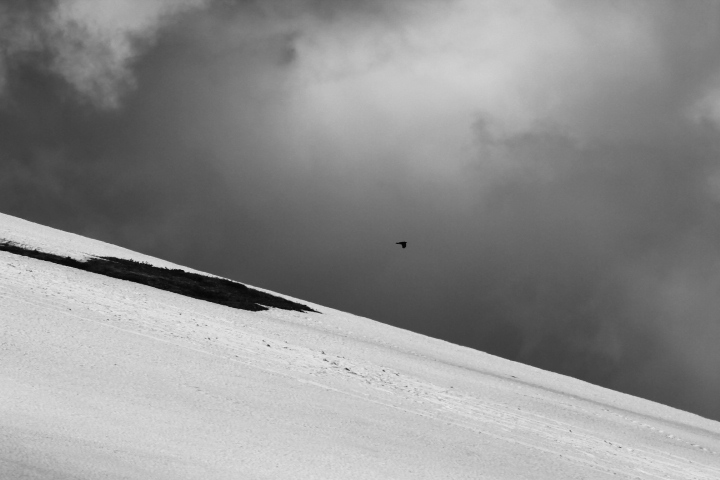 AAWT Crow flies above a snow drift, AAWT Mt Nelse