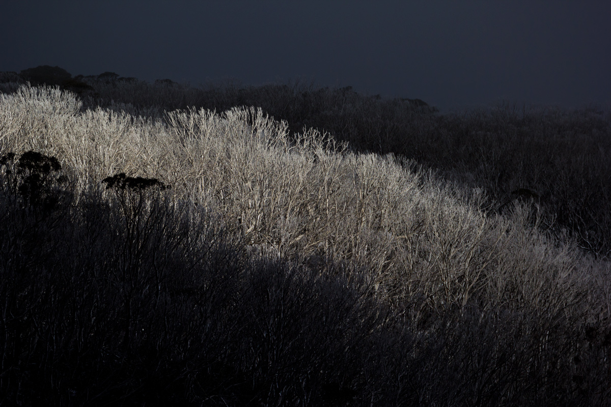 Sunlit Dead Snowgums, AAWT Near Vallejo Gantner Hut
