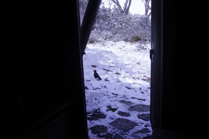 Crow in the Snow, AAWT Vallejo Gantner Hut