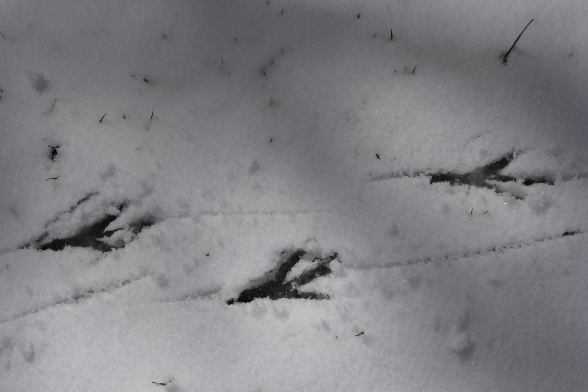 Crow Footprints in the Snow, AAWT Vallejo Gantner Hut