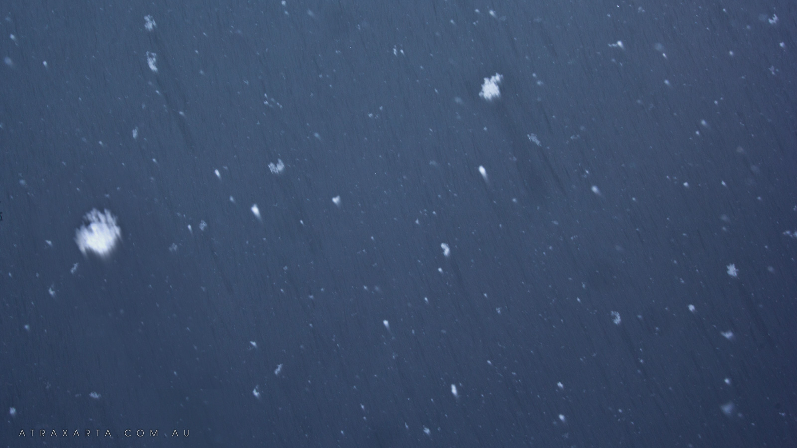Snowflakes, Alpine National Park, Macalister Springs