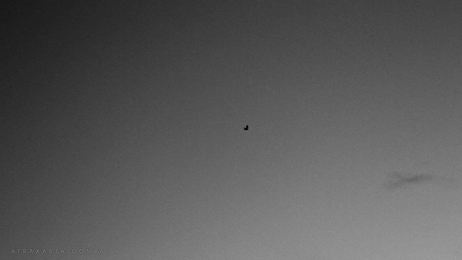 Lonely Crow, Kosciuszko National Park, Kiandra