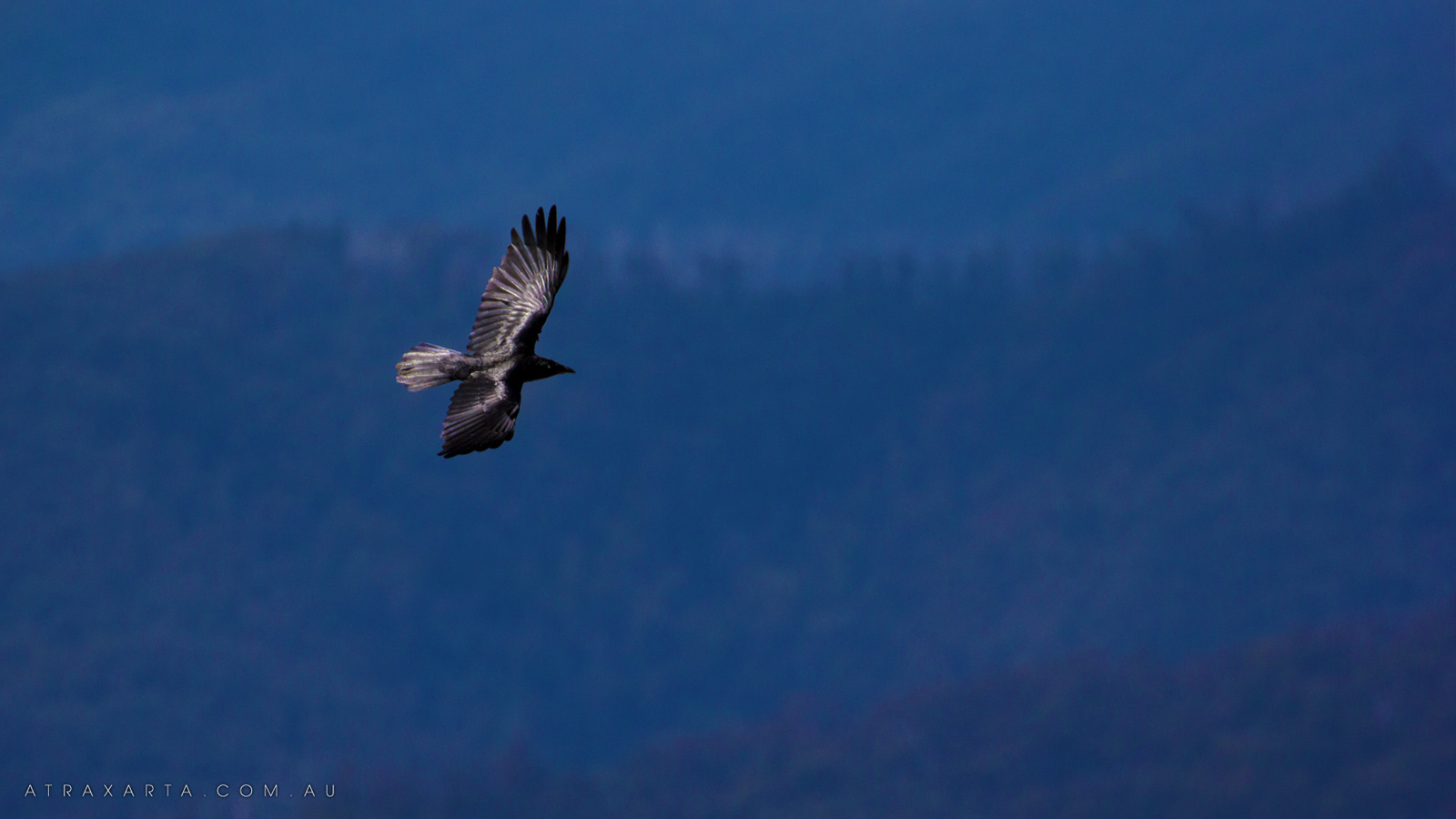Soaring Crow, Alpine National Park, Mt Bogong