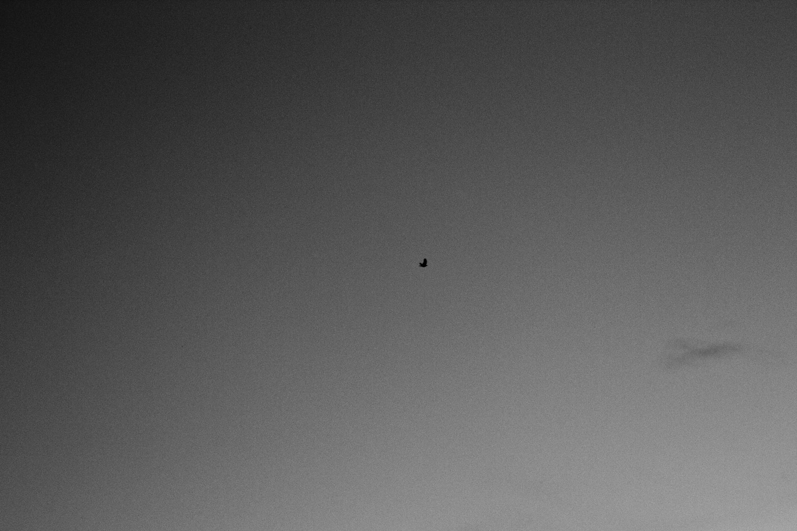 Lonely Crow, AAWT Kiandra