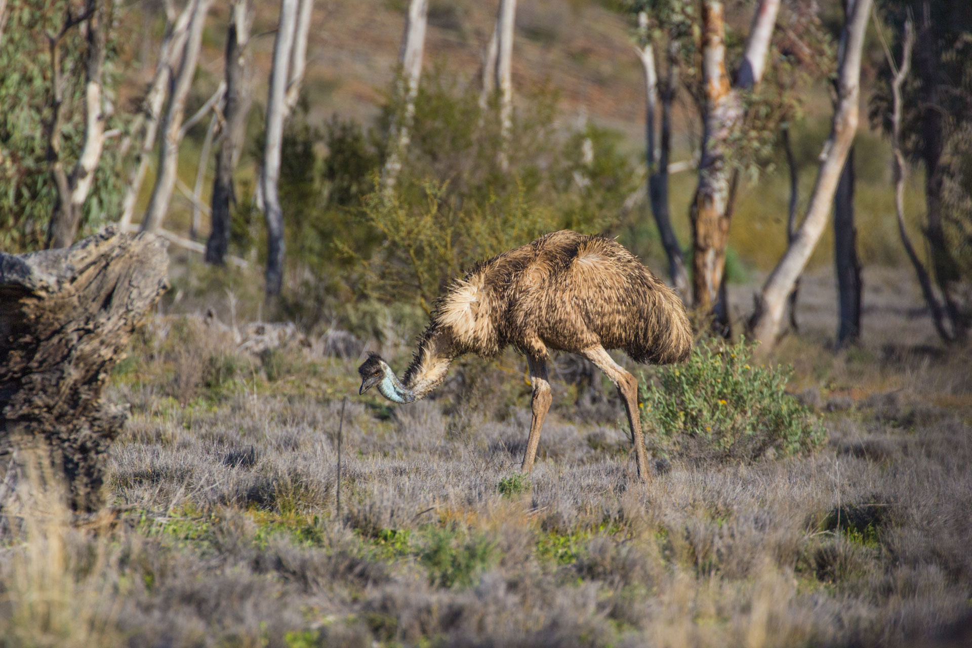 EMUHR001, Outback Australia