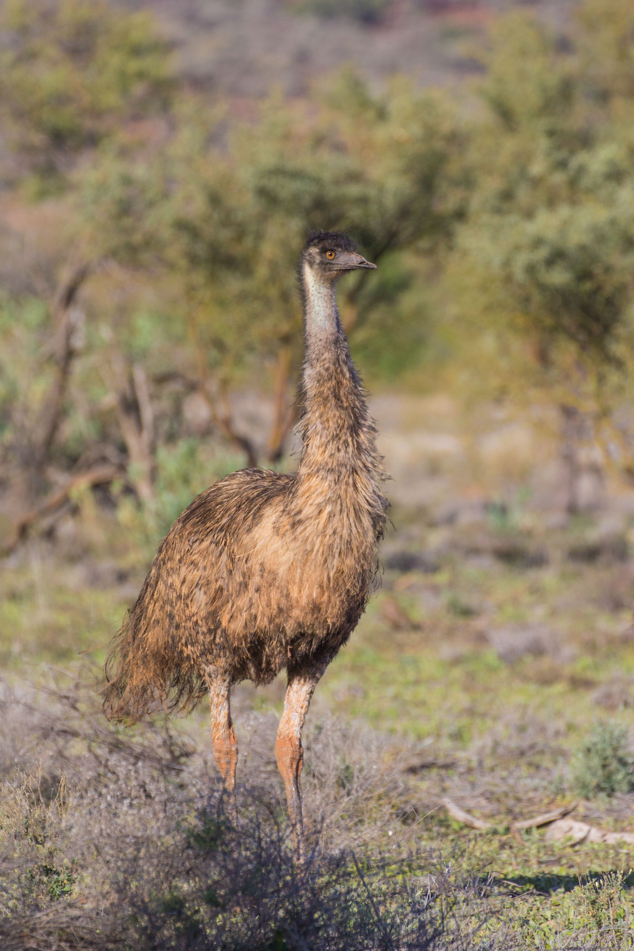 EMUHR008, Emu in the Australian outback