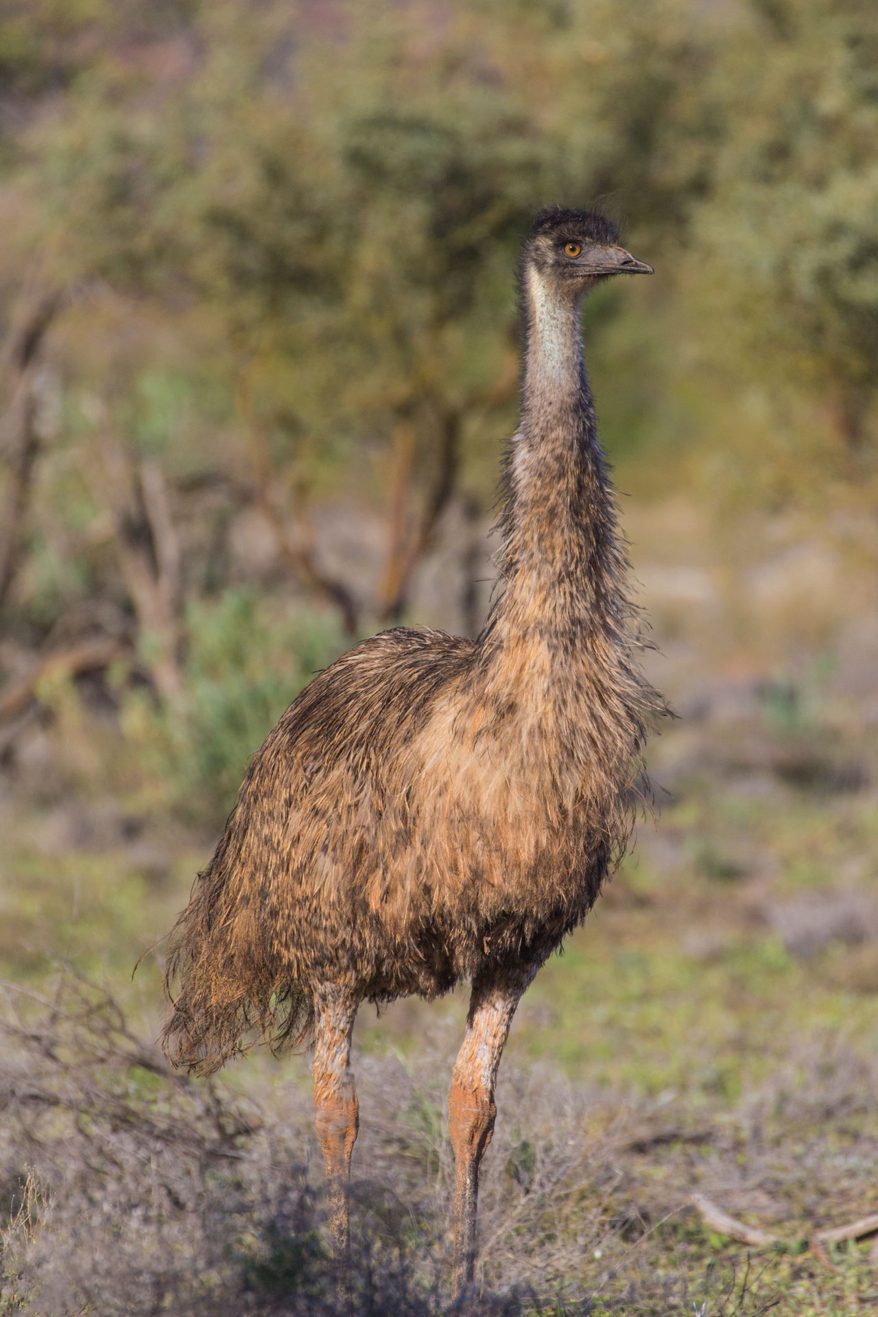 EMUHR009, Emu in the Australian outback