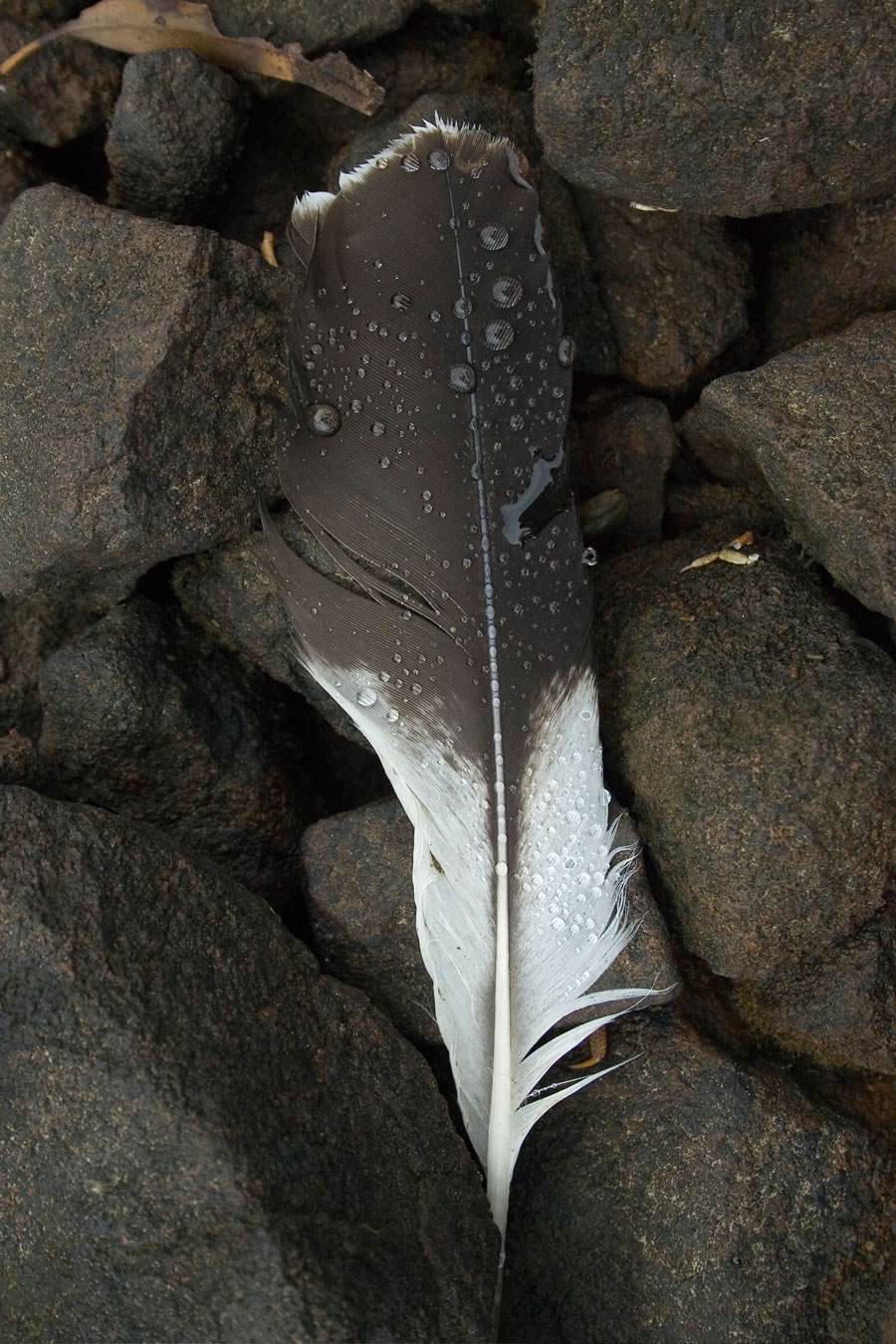 TASAP0010, Eaglehawk Neck, Tasman Peninsular